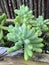 Photo of Plant Sedum pachyphyllum Rose