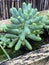 Photo of Plant Sedum pachyphyllum Rose