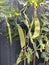 Photo of the Plant Snow Pea Chinese Pea or Pois Mangetout