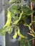 Photo of the Plant Snow Pea Chinese Pea or Pois Mangetout