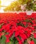 Photo of Poinsettia flowers