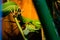 Photo poisonous green snake, koufa.