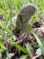 Photo of a poisonous mushroom in the garden