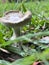 Photo of a poisonous mushroom in the garden