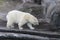 Photo of a polar bear bored at the zoo