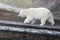 Photo of a polar bear bored at the zoo