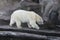 Photo of a polar bear bored at the zoo