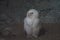 Photo of a polar owl. A large white bird on a dark background.
