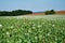 Photo of poppy field