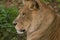 Photo portrait of a beautiful Barbary Lioness