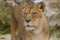 Photo portrait of a beautiful Barbary Lioness