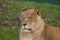 Photo portrait of a beautiful Barbary Lioness