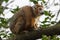 Photo portrait of a Crowned Lemur sitting in a tree