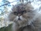 Photo portrait of a nice fluffy grey cat.