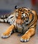 Photo portrait tiger