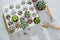 Photo of preparing a group of succulents and cacti for transplanting.