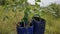 Photo of the process of planting rubber trees, rubber seeds in a container