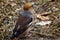 Photo project. Birds of Eastern Siberia. Common Dubonos (lat. Coccothraustes coccothraustes)