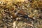 Photo project. Birds of Eastern Siberia. Common Dubonos (lat. Coccothraustes coccothraustes)