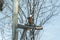 Photo project Birds. Eurasian jay (Garrulus glandarius) sitting on a bird feeder in winter