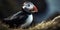 Photo of puffin, sea bird. Wild atlantic puffin seabird in the auk family.