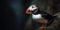 Photo of puffin, sea bird. Wild atlantic puffin seabird in the auk family.