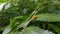 Photo of a pumpkin beetle (Aulacophora foveicollis) perched on a fern leaf