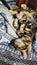 Photo purebred bengal cat with a beautiful pattern on the wool asleep on a blanket