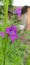 Photo of a purple flower Consolida regalis side view