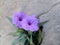 photo of purple flower of deer double plant