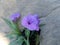photo of purple flower of deer double plant