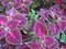 Photo of purple, pink, and green coleus leaves