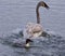 photo of a puzzled swan under attack of a crazy duck