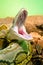 Photo python yawning snake terrarium