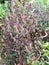 Photo of Quail Grass Latin plant name Celosia Argentea