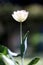 Photo of a radiant green spring background of white tulip. Low depth of field