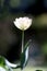 Photo of a radiant green spring background of white tulip. Low depth of field