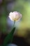 Photo of a radiant green spring background of white tulip. Low depth of field