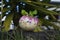 Photo of radish with funny eyes