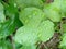 photo of raindrops remaining on green leaves around my yardï¿¼