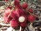 Photo Rambutan fruits under the tree