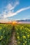 Photo of rapeseed field with sunset and dramatic clouds