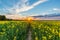 Photo of rapeseed field with sunset and dramatic cloudscape