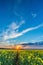 Photo of rapeseed field with sunset and dramatic sky