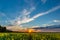 Photo of rapeseed field with sunset and nice cloudscape