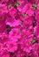 Photo Real Seamless Repeating Pink Petunia Pattern