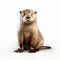 Photo-realistic 3d Render Of Otter On White Background