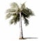 Photo-realistic Birch (sabal Palm) Image On White Background