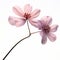 Photo-realistic Dogwood On White Background: Photoshop Tutorial