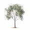 Photo-realistic Eucalyptus (sabal Palm) Image On White Background With Photoshop